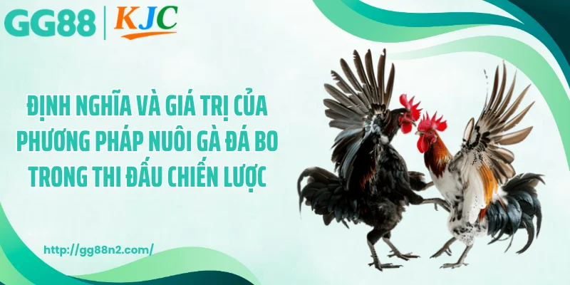 Định nghĩa và giá trị của cách nuôi gà đá bo trong thi đấu chiến lược.