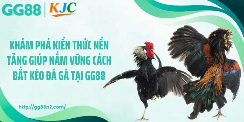 Khám phá kiến thức nền tảng giúp nắm vững cách bắt kèo đá gà tại GG88